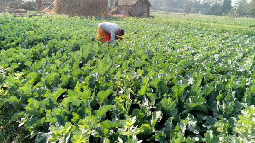 कोसीमा कृषि अनुदान : किसानले नगद होइन अब पाउनेछन् बैंक ब्याज